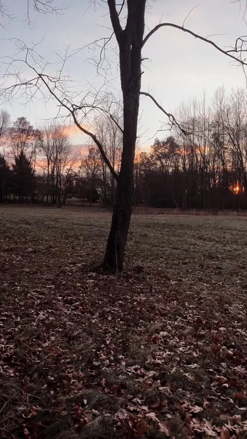 Fall walk Stock Footage 279523304