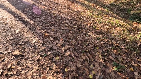 Fall Walking Dry Leaves Autumn Ambience 스톡 동영상 339951751