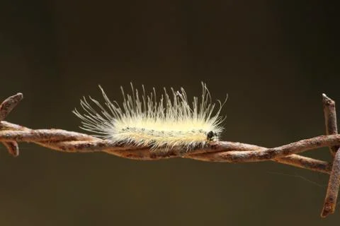 Fall web-worm Caterpillar Stock Photos
