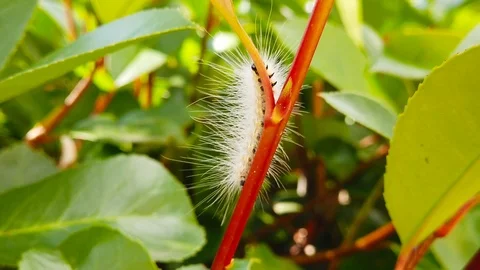 Fall Webworm Caterpillar on a Hedge Branch (Slow Motion) Stock Footage 115195458