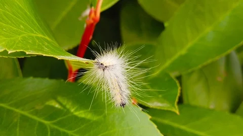 Fall Webworm Caterpillar on Hedge Leaves (Slow Motion) Video stock 115171512
