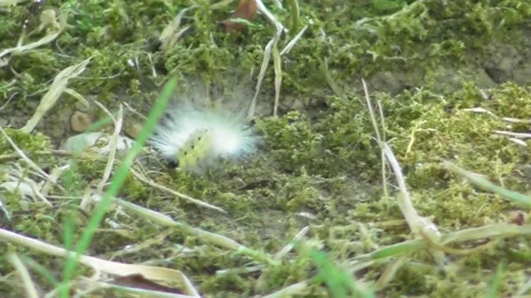 Fall Webworm Caterpillar Hyphantria cunea crawling fast on the ground Video stock 170593192