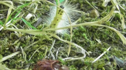 Fall Webworm Caterpillar Hyphantria cunea crawling fast on the ground 2 Video stock 170593193