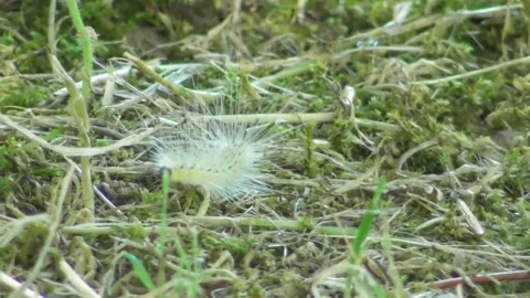 Fall Webworm Caterpillar Hyphantria cunea crawling fast on the ground 1 Video stock 170593194