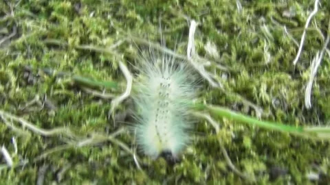 Fall Webworm Caterpillar Hyphantria cunea crawling fast on the ground 3 Video stock 170593195
