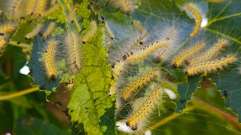 Fall Webworm Caterpillars on Fresh Maple Leaves (Slow Motion) Stock Footage 115162685