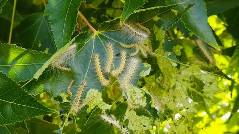 Fall Webworm Caterpillars on Fresh Maple Leaves (Slow Motion) Stockbeeldmateriaal 115169229