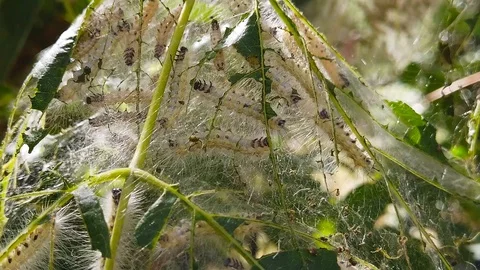 Fall Webworm Caterpillars on Maple Tree (Slow Motion) Stock Footage 115168786