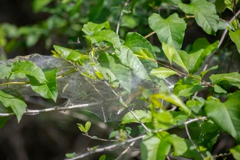 Fall Webworm Cocoon Stock Photos