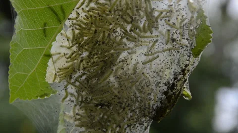 Fall Webworm Stock Footage 27795506
