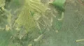 Fall Webworm Moth (Hyphantria cunea) Caterpillars 2 HD Footage
