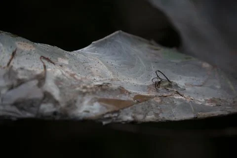 Fall Webworms Stock Photos