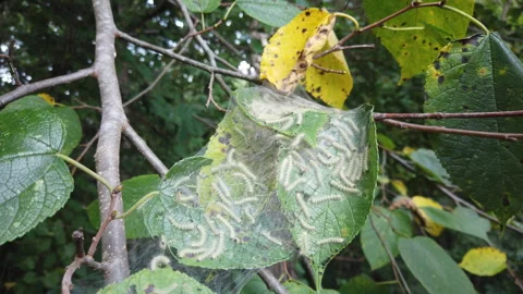 Fall Webworms In Tree Mableton Georgia Vidéo 277955064