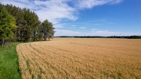 Fall Wheat Field Video stock 237030486