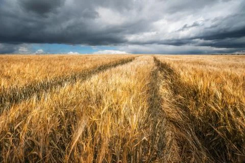 Fall. Wheat field. Stock Photos