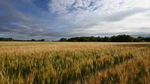Fall wheat swaying in the wind under a blue sky with white and grey clouds Stock Footage 219636939