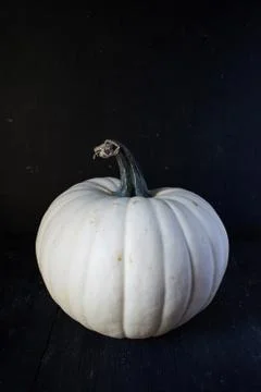 Fall white pumpkin with stem on black background Stock Photos