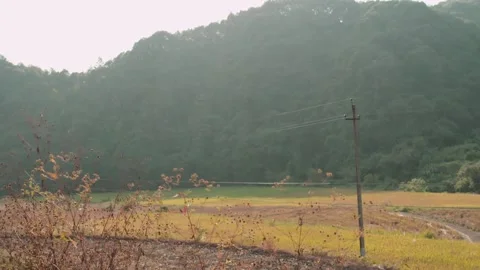 The fall in the wild Stock Footage 235264965