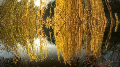 Fall Willow Tree Stock Footage 769256