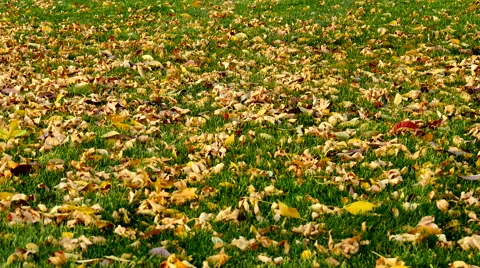 Fall Winds Stock Footage 54719137