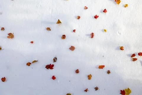 Fall to winter with leafs Stockfoto's