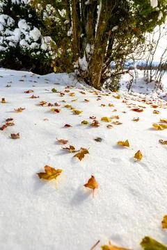 Fall to winter Stockfoto's