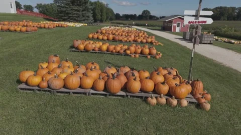 In the fall in Wisconsin, a pumpkin patch is ready for harvest for autumn Vídeo Stock 346857915