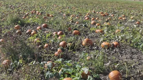 In the fall in Wisconsin, a pumpkin patch is ready for harvest for autumn Stock Footage 346857926