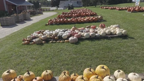 In the fall in Wisconsin, a pumpkin patch is ready for harvest for autumn Vídeo Stock 346857939