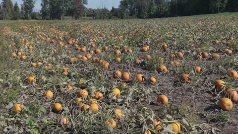 In the fall in Wisconsin, a pumpkin patch is ready for harvest for autumn Stock Footage 346866569