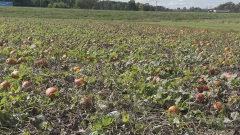 In the fall in Wisconsin, a pumpkin patch is ready for harvest for autumn Vídeo Stock 346866596