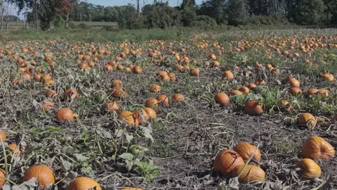 In the fall in Wisconsin, a pumpkin patch is ready for harvest for autumn Vídeo Stock 346866614