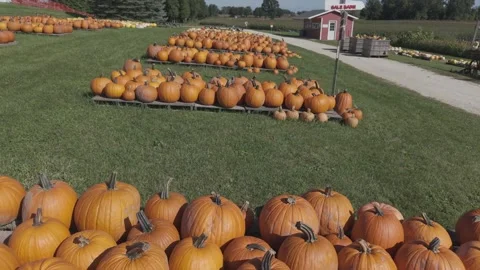 In the fall in Wisconsin, a pumpkin patch is ready for harvest for autumn Stock Footage 346866636