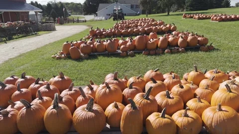 In the fall in Wisconsin, a pumpkin patch is ready for harvest for autumn Stock Footage 346866654