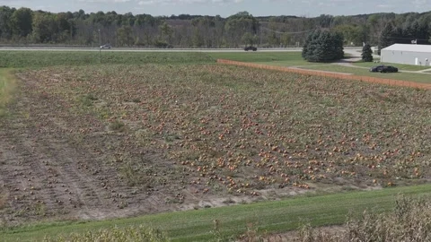 In the fall in Wisconsin, a pumpkin patch is ready for harvest for autumn Stock Footage 346866681