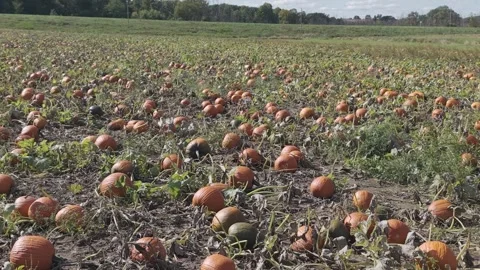 In the fall in Wisconsin, a pumpkin patch is ready for harvest for autumn Vídeo Stock 346866707