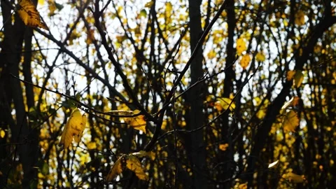 Fall Wood Stockbeeldmateriaal 165867966