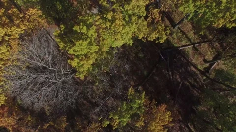 Fall Woods Drone Shot 库存影片 134498647