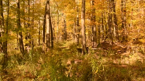Fall Woods 動画素材 216057962