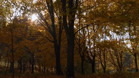Fall woods in park under bright sunlight, autumn landscape, yellow leaves Stock Footage 163094918