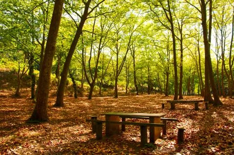 Fall in the woods Stock Photos