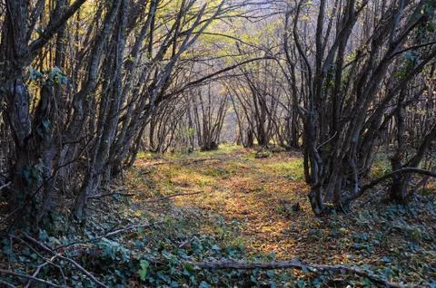 Fall in the Woods Stock Photos