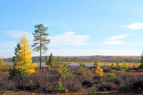 Fall on the Yamal Peninsula Fotos de archivo