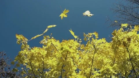 Fall. Yellow autumn maple leaves are falling from top tree crowns in slowmo. End Video stock 138104733