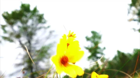 Fall Yellow Flowers blowing in the wind - Swamp Sunflowers Stock Footage 54701975
