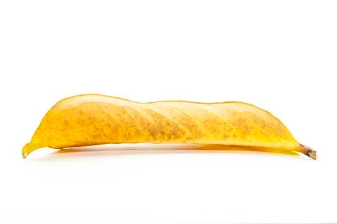 Fall yellow leaf in back side Stock Photos