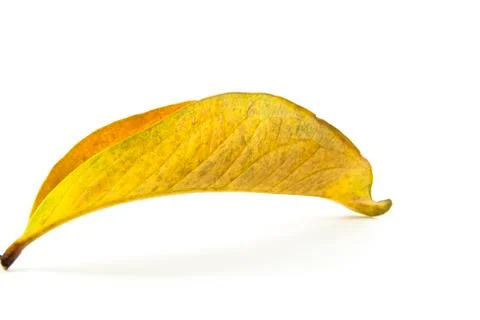 Fall yellow leaf form and shape Stock Photos