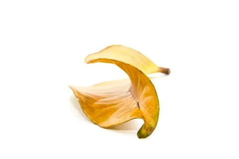 Fall yellow leaf form view from top Stock Photos