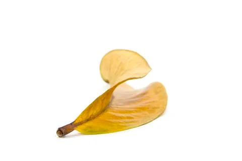 Fall yellow leaf form view from branch Stock Photos