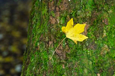 Fall yellow leaf Stock Photos
